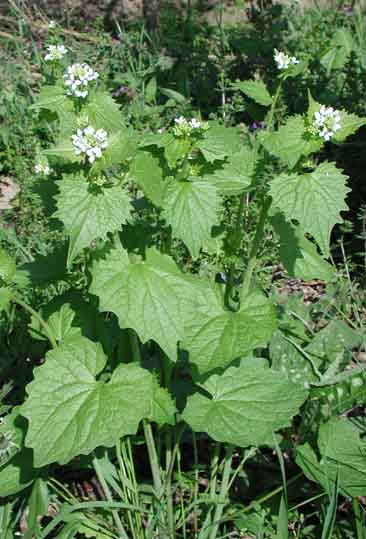 Alliaria petiolata (Bieb.)