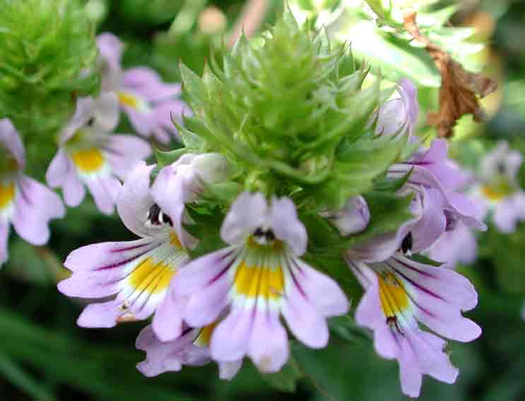 Risultati immagini per fiore eufrasia