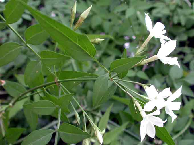 Jasminum_officinale.jpg