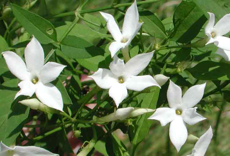 Jasminum_officinale2.jpg