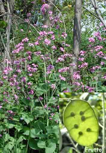 Lunaria_annua