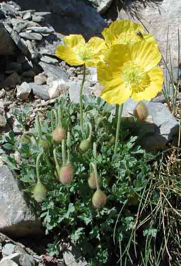 Papaver_rhaeticumGR.jpg