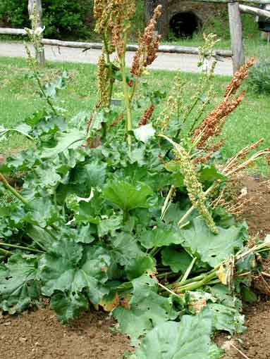 Rumex_alpinus.jpg