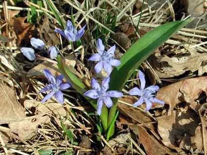 Scilla_bifolia.jpg