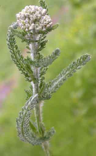 Achillea millefolium