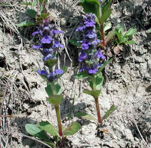 Ajuga reptans L. Ajuga reptans L.