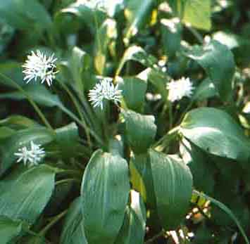 allium_ursinum.jpg