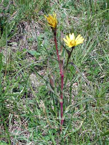 Tragopogon pratensis L.