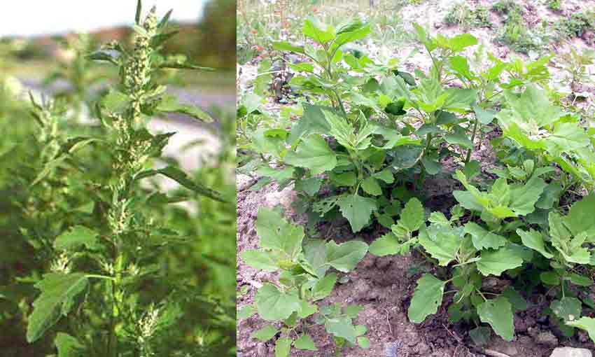 Chenopodium album L.