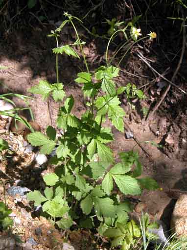 Geum urbanum L.