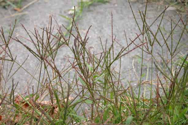 Cynodon Dactylon Cynodon Dactylon