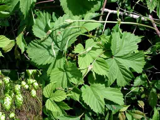 Humulus lupulus L.