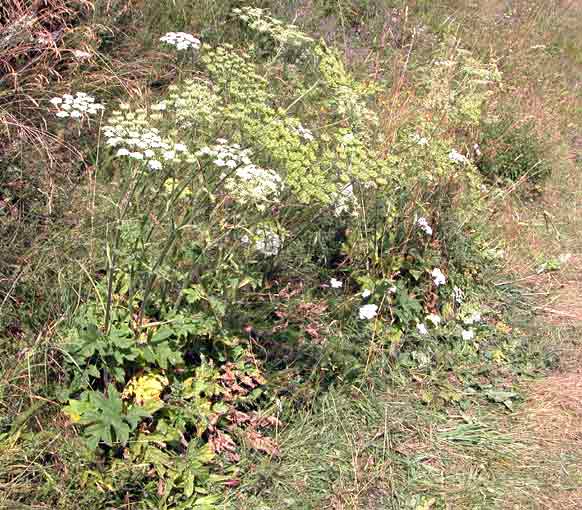 Heracleum_sphondylium