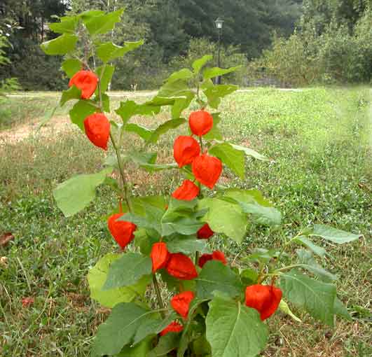 physalis_alchechengi.jpg