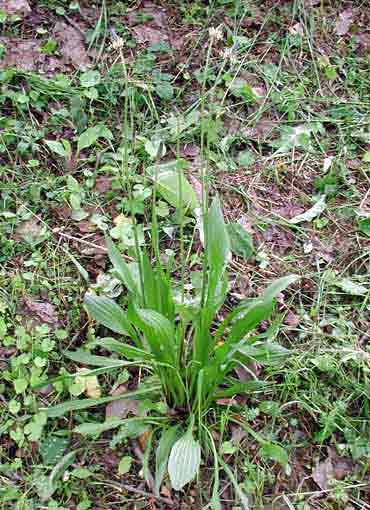 Plantago_lanceolata