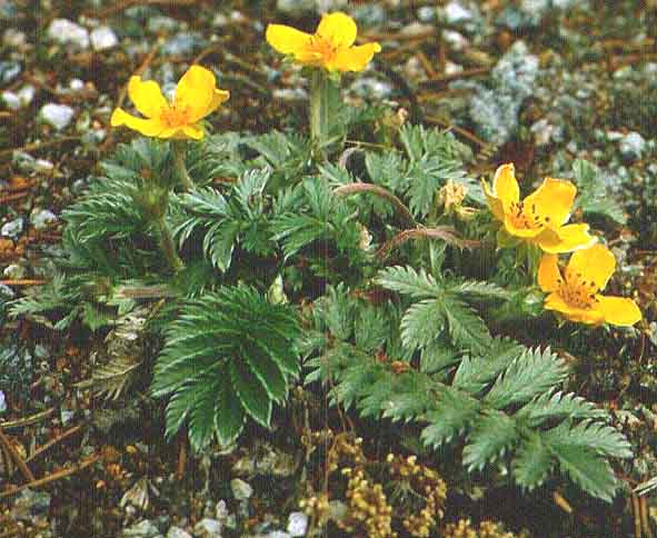 Potentilla_anserina