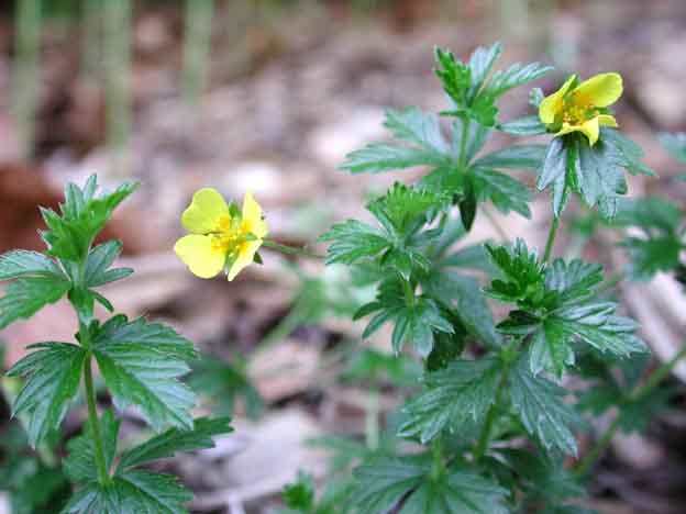 Potentilla_erecta