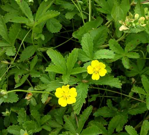 Potentilla_reptans