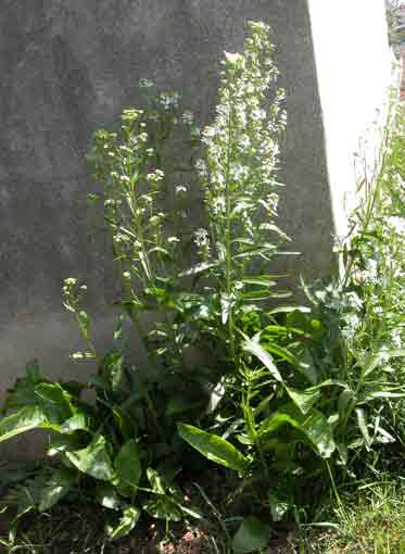 Potentilla_anserina