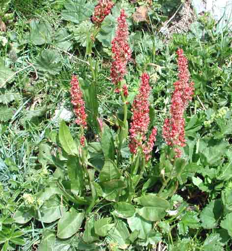 Rumex acetosa