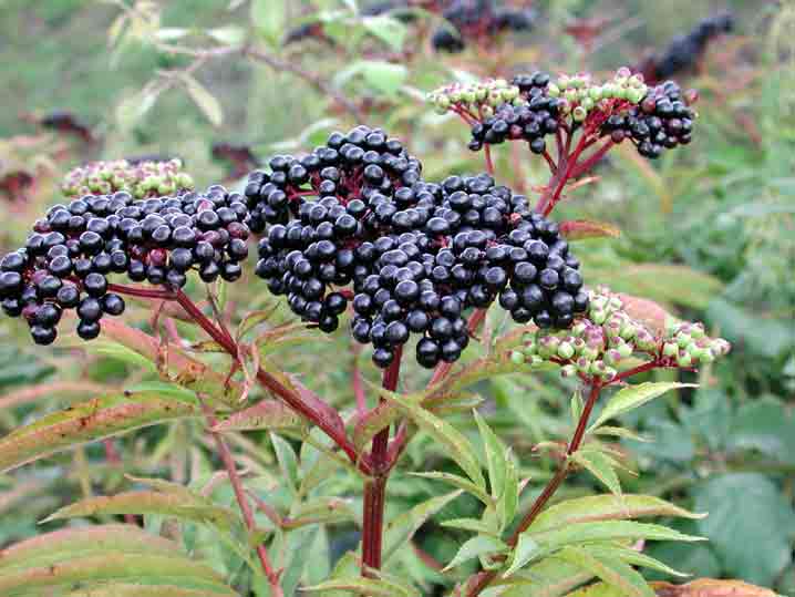 sambucus_ebulus4.jpg