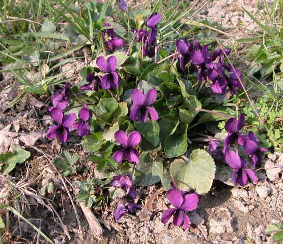 Viola odorosa