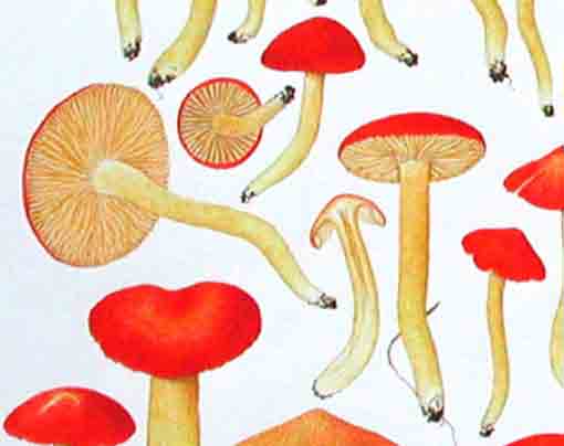 hygrocybe coccinea