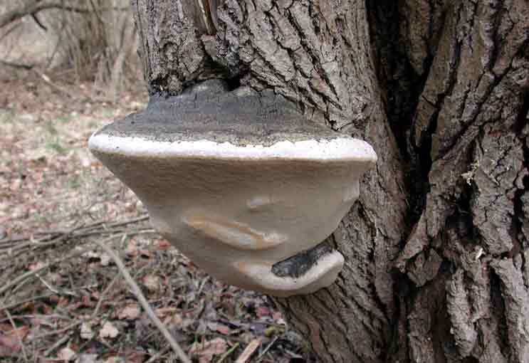 Phellinus_ignariusGR.jpg